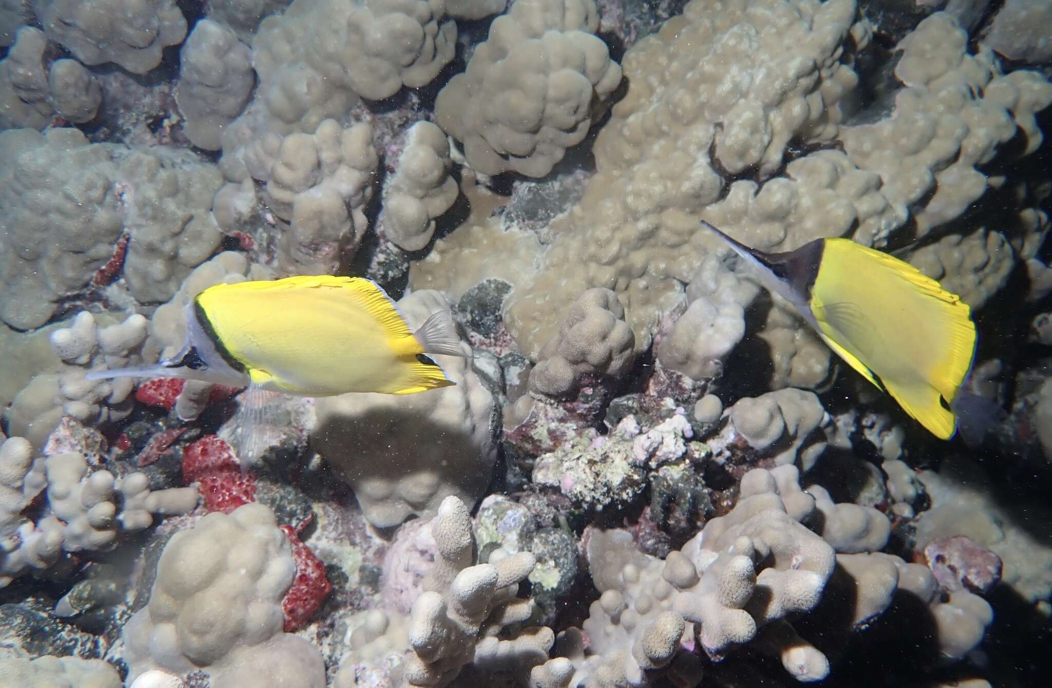 Image of Big long-nosed Butterflyfish