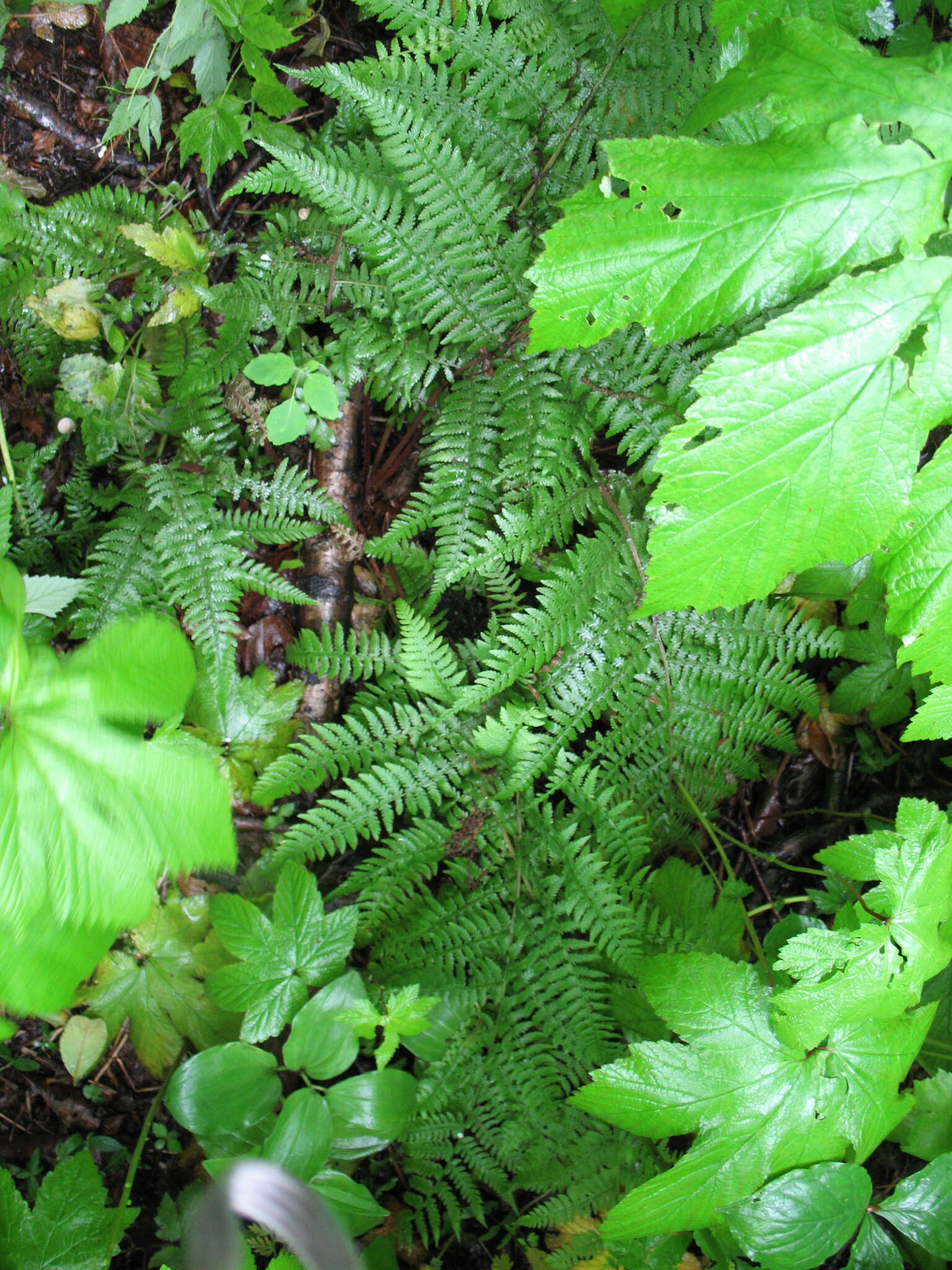 Sivun Athyrium rubripes (Kom.) Kom. kuva