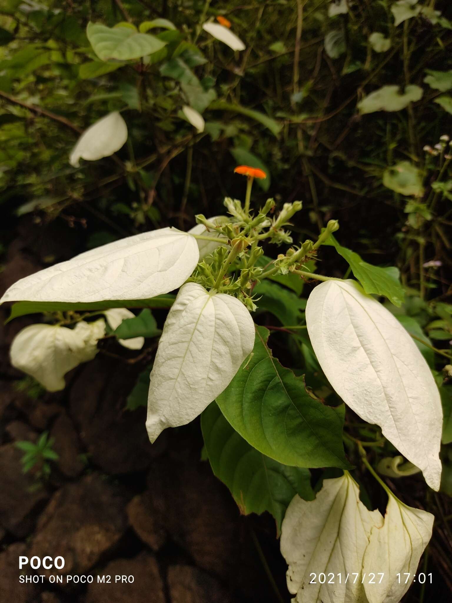 Image of White flag bush