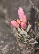 Image of Bejaria imthurnii N. E. Br.