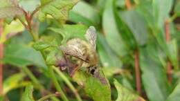 Plancia ëd Bombus sonani (Frison 1934)