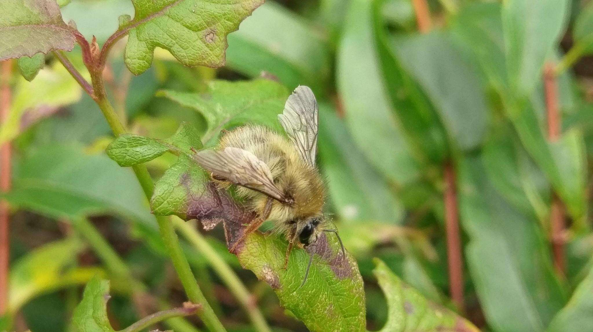 صورة Bombus sonani (Frison 1934)