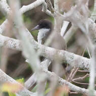 Image of Cuban Flycatcher