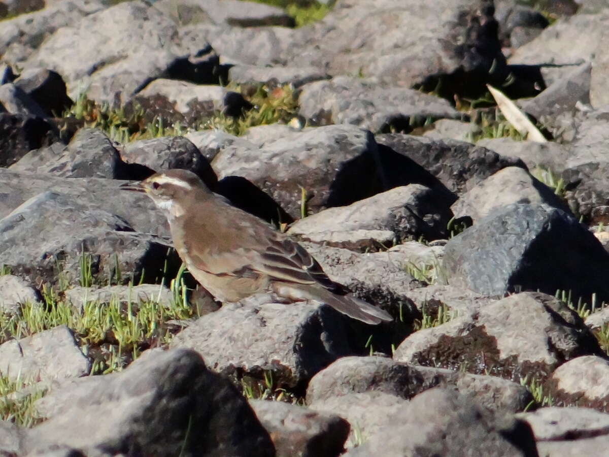 Image of Bar-winged cinclodes