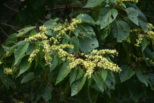 Image of Heliocarpus pallidus Rose