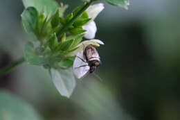 Image of Eysarcoris guttigerus (Thunberg 1783)