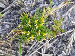 Tagetes filifolia Lag. resmi