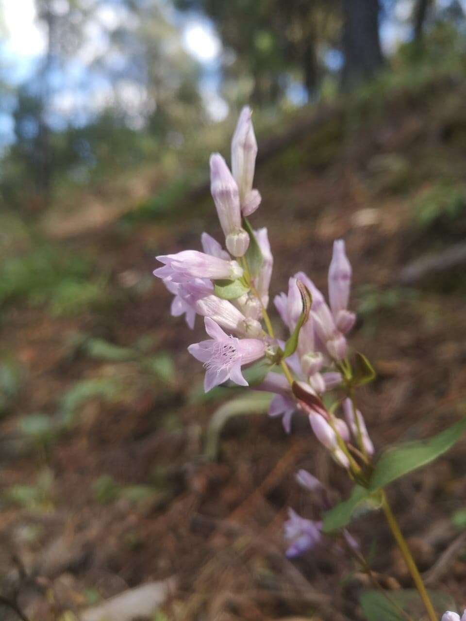 Image of Gentianella wislizenii (Engelm.) J. M. Gillett