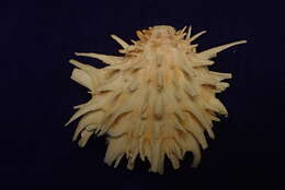 Image of Spondylus crassisquama Lamarck 1819