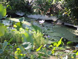 Image of tropical royalblue waterlily