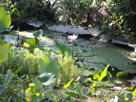 Image of tropical royalblue waterlily