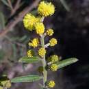 Image of Acacia aspera subsp. aspera