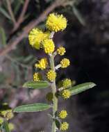 Imagem de Acacia aspera subsp. aspera