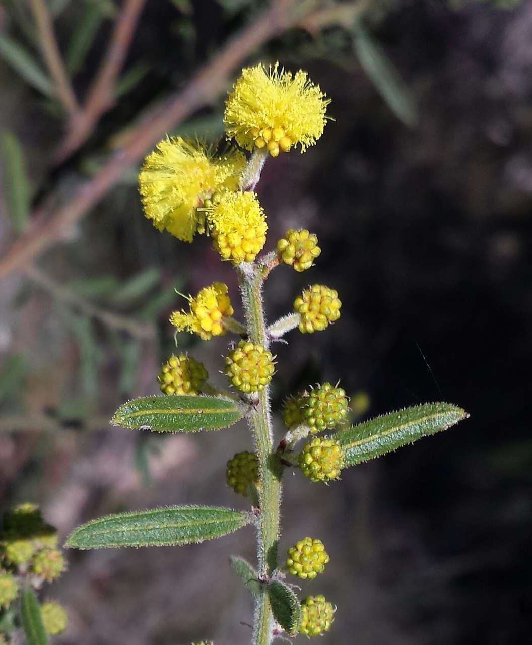 Imagem de Acacia aspera subsp. aspera