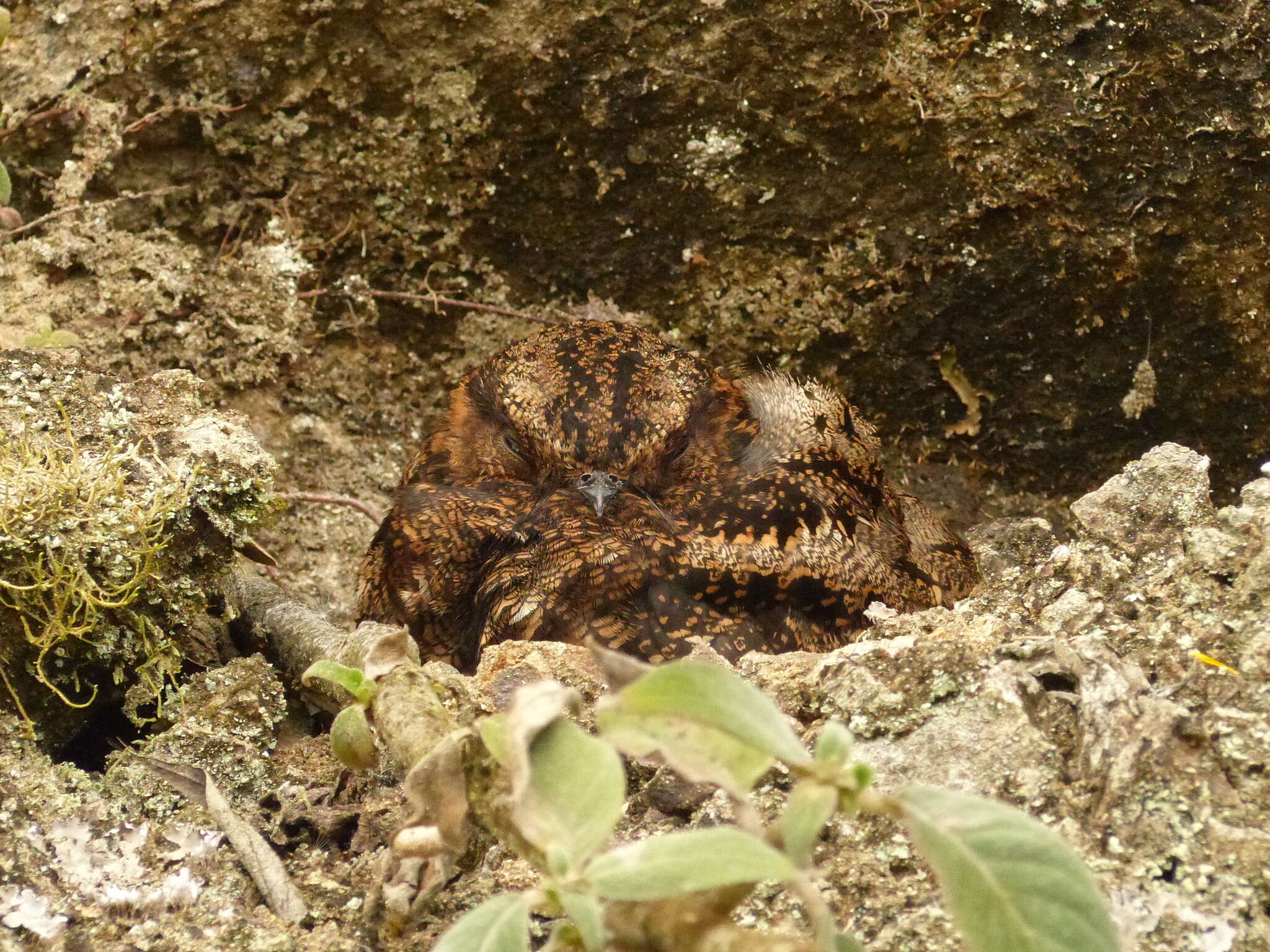 Image of Lyre-tailed Nightjar