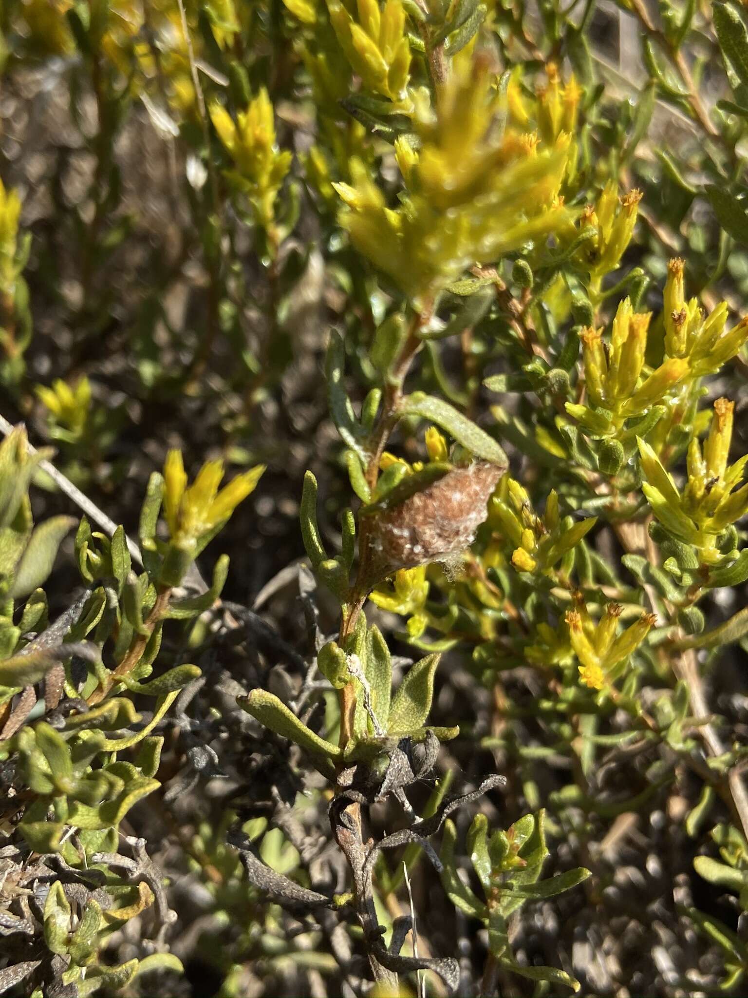 Image of Hazardia ferrisiae (Blake) W. D. Clark