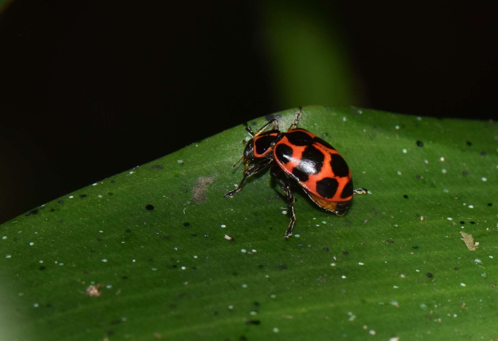 Image of Coleomegilla maculata maculata