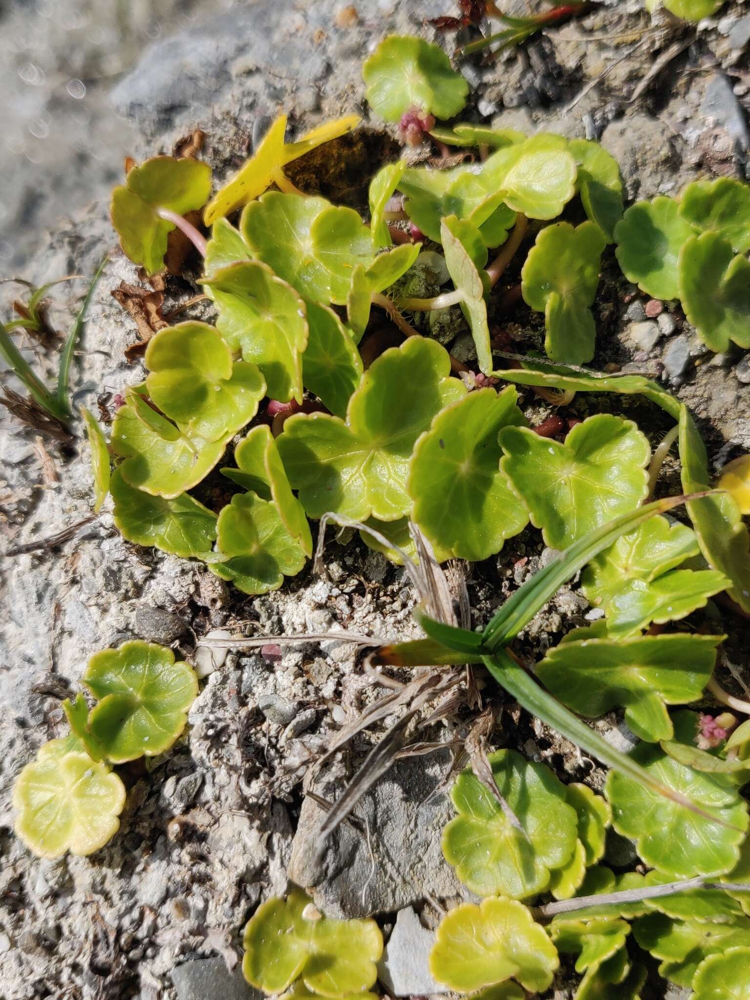 Image of Marsh Pennywort