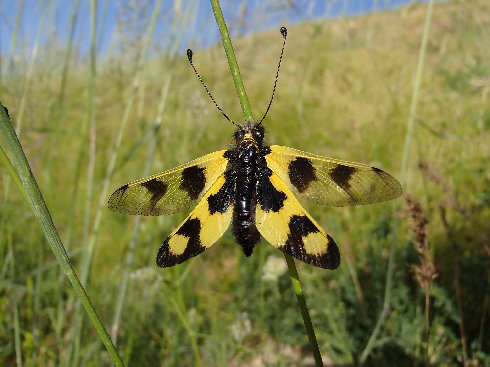 Sivun Libelloides macaronius (Scopoli 1763) kuva