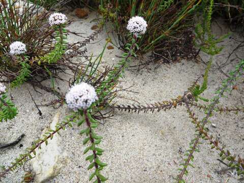 Image of Stoebe cyathuloides Schltr.