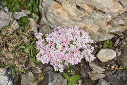 Image of Androsace alpina (L.) Lam.