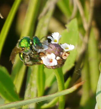 Agapostemon texanus Cresson 1872的圖片