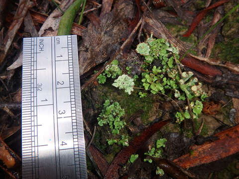 Image of cup lichen