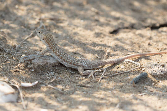 Plancia ëd Acanthodactylus blanfordii Boulenger 1918