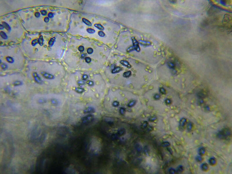 Image of Calypogeia azurea Stotler & Crotz