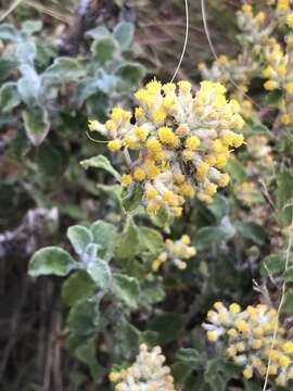 Image of Helichrysum lepidissimum S. Moore