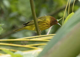 Imagem de Setophaga petechia erithachorides (Baird & SF 1858)