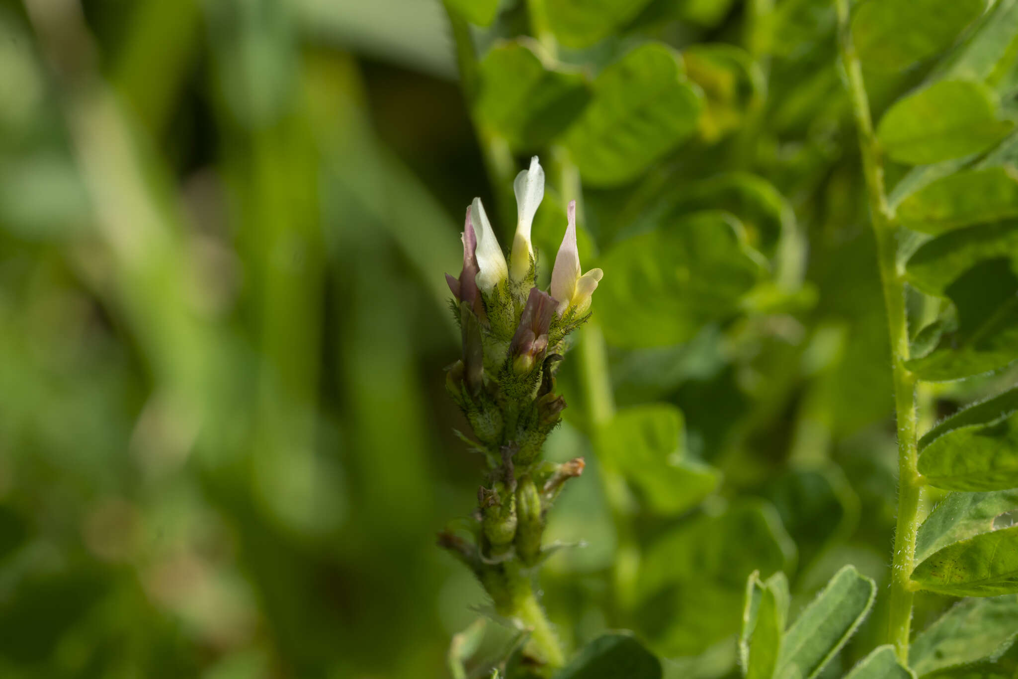 Image of Yellow Milk-vetch