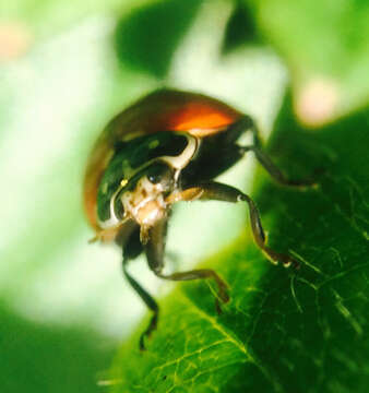 Image of Spotless Lady Beetles