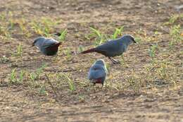 Image of Lavender Waxbill