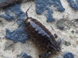 Image of Korean Rockslater