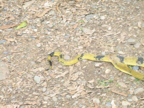 Image of Amazon False Fer-de-lance