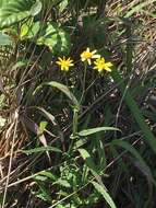 Image of Senecio stauntonii DC.