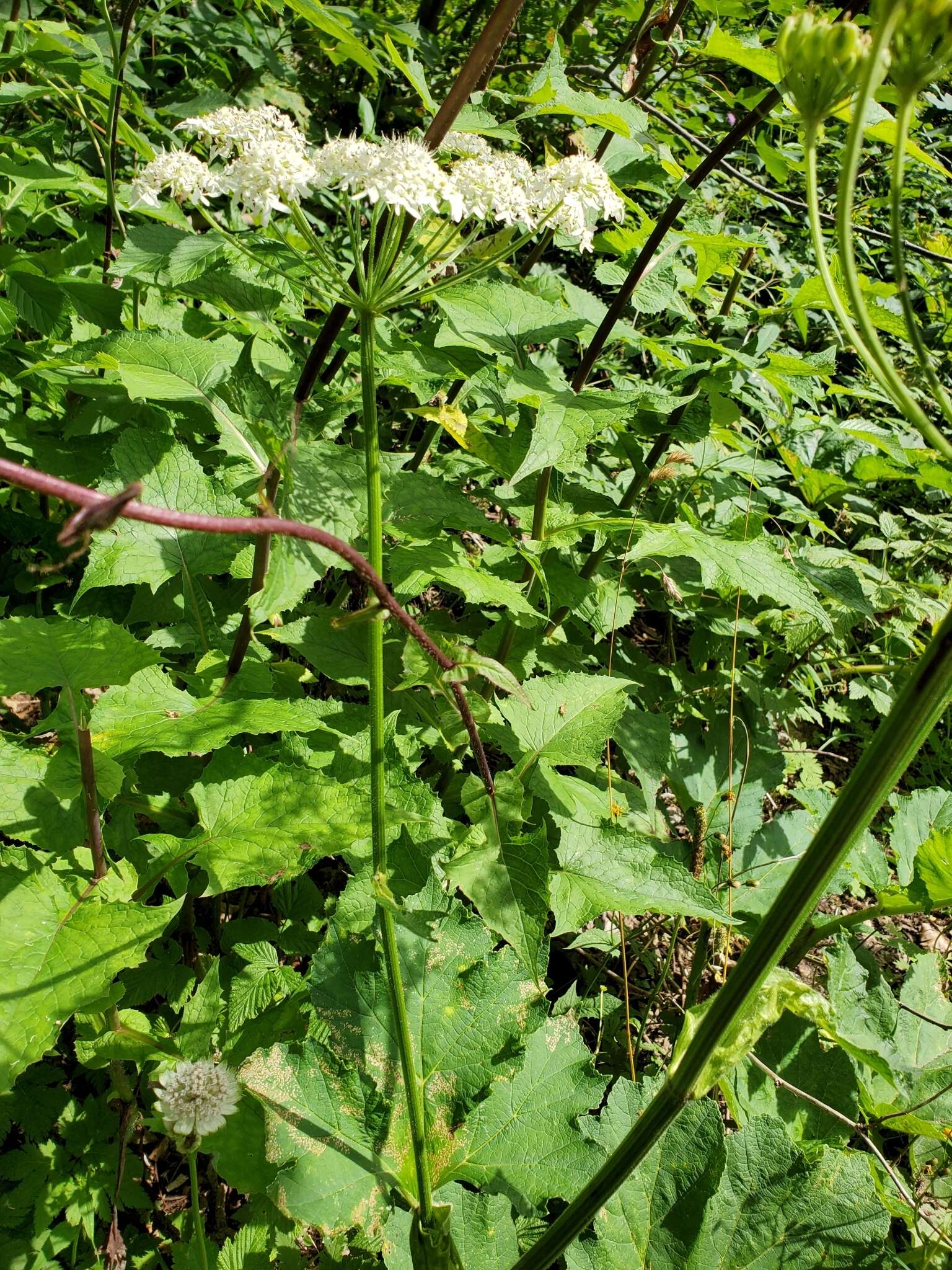 Image of Heracleum sphondylium subsp. elegans (Jacq.) Schübl. & G. Martens