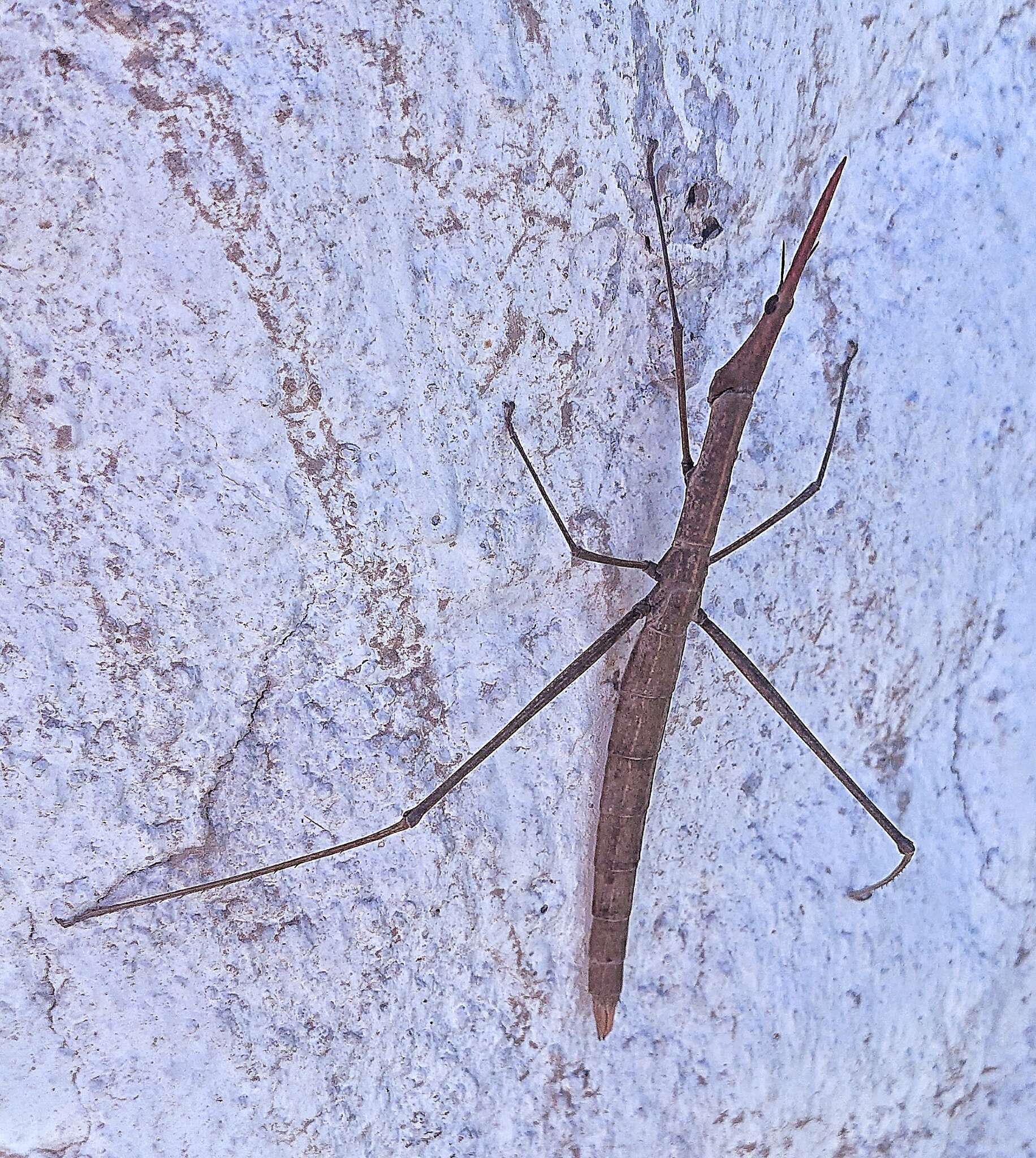 Image of Microcoema acuminata (Scudder & S. H. 1869)