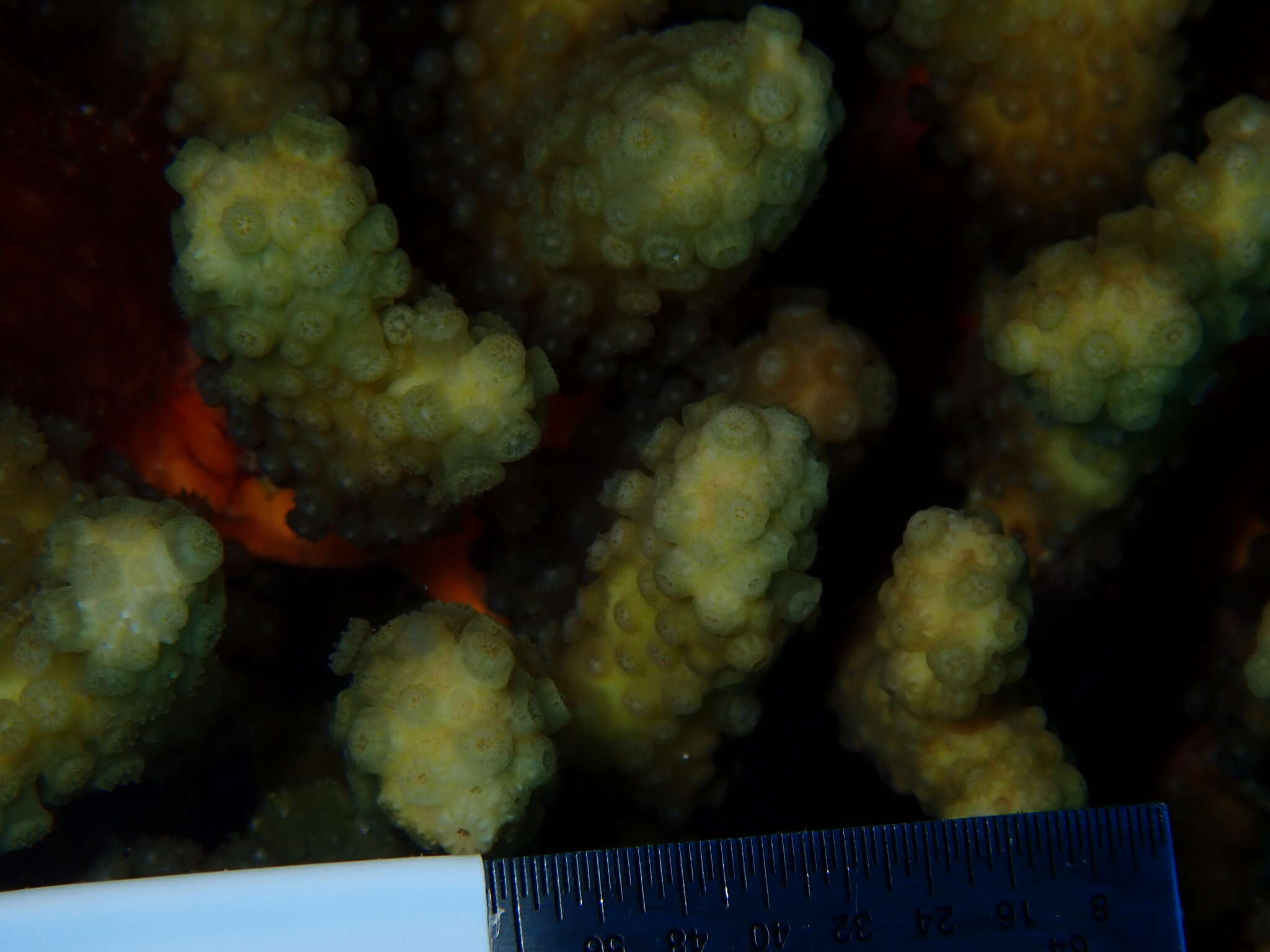 Image of Yellow Pencil Coral