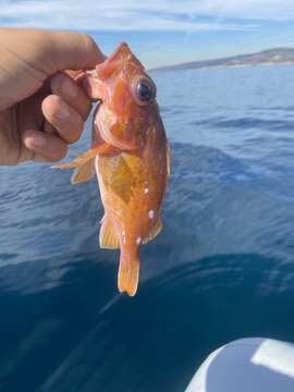 Image of Rosy rockfish