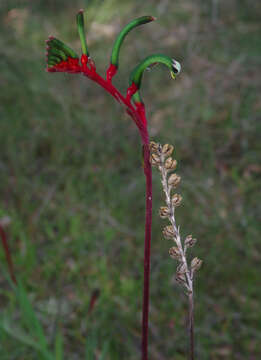 Image of Anigozanthos manglesii subsp. manglesii