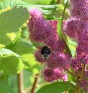 Слика од Bombus occidentalis occidentalis Greene 1858