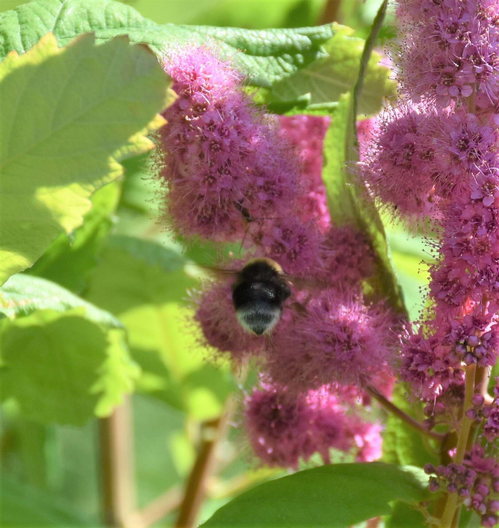 Слика од Bombus occidentalis occidentalis Greene 1858