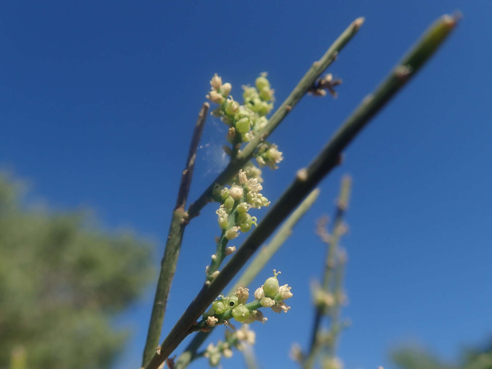 Image of Henonia scoparia Moq.