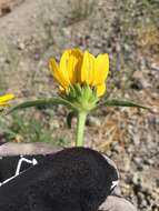 صورة Helianthella californica A. Gray