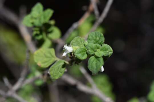 Image of San Miguel calamint