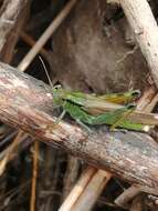 Plancia ëd Mecostethus parapleurus (Hagenbach 1822)