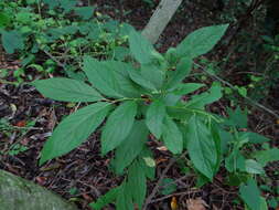 Image of Diospyros japonica Siebold & Zucc.