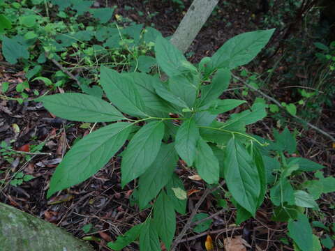 Image de Diospyros japonica Siebold & Zucc.